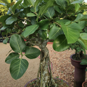 Ficus benghalensis ( Indian banyan/Marri)